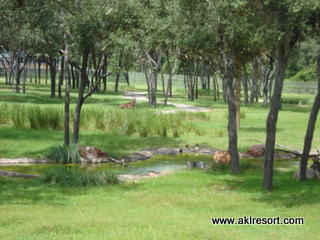 Savanna view